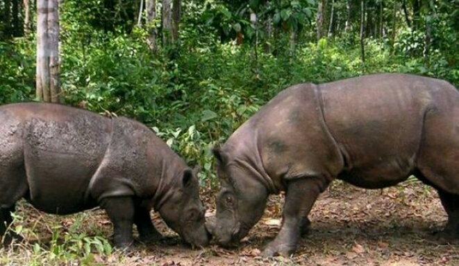 Jumlah Badak Jawa di Ujung Kulon Bertambah